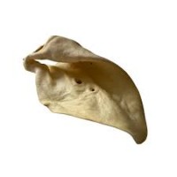 Cow Ear
