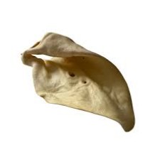 Cow Ear