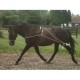 Lunging Equipment Lunging Equipment