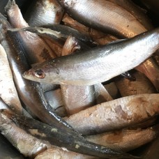 Nutriment Sprats 1kg