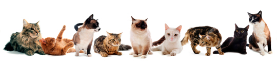 Cat Food Tunbridge Wells