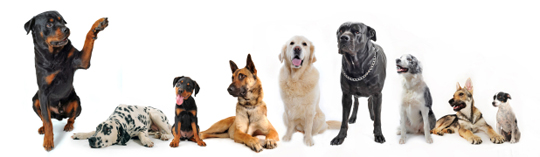 Dog Food Kent