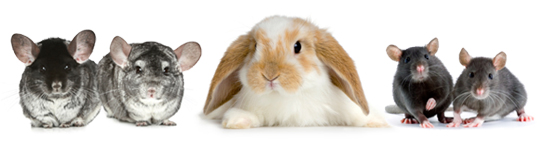 Small Animal Food at Broadfeed
