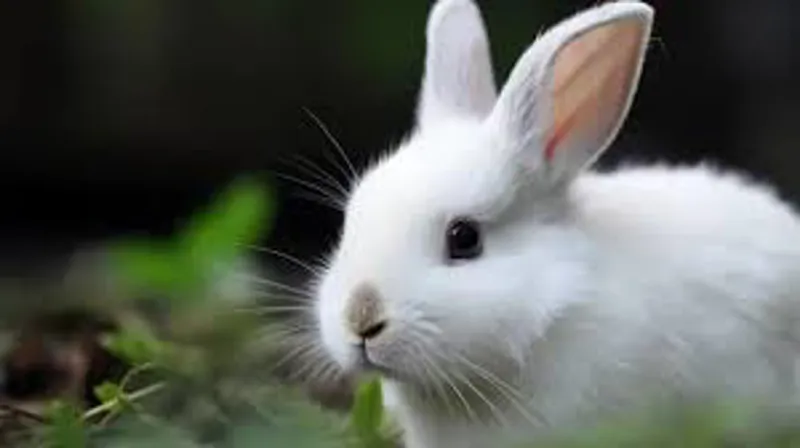 Small Animals