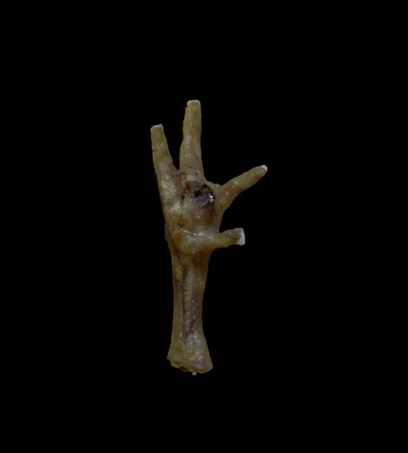 Anco Naturals Chicken Feet 100g