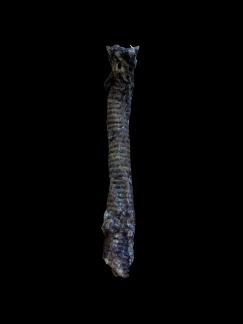 Anco Naturals Goat Tube