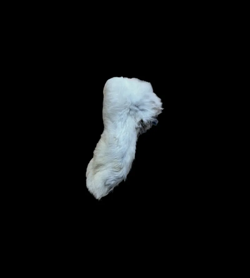 Anco Naturals Hairy Rabbit Feet 100g