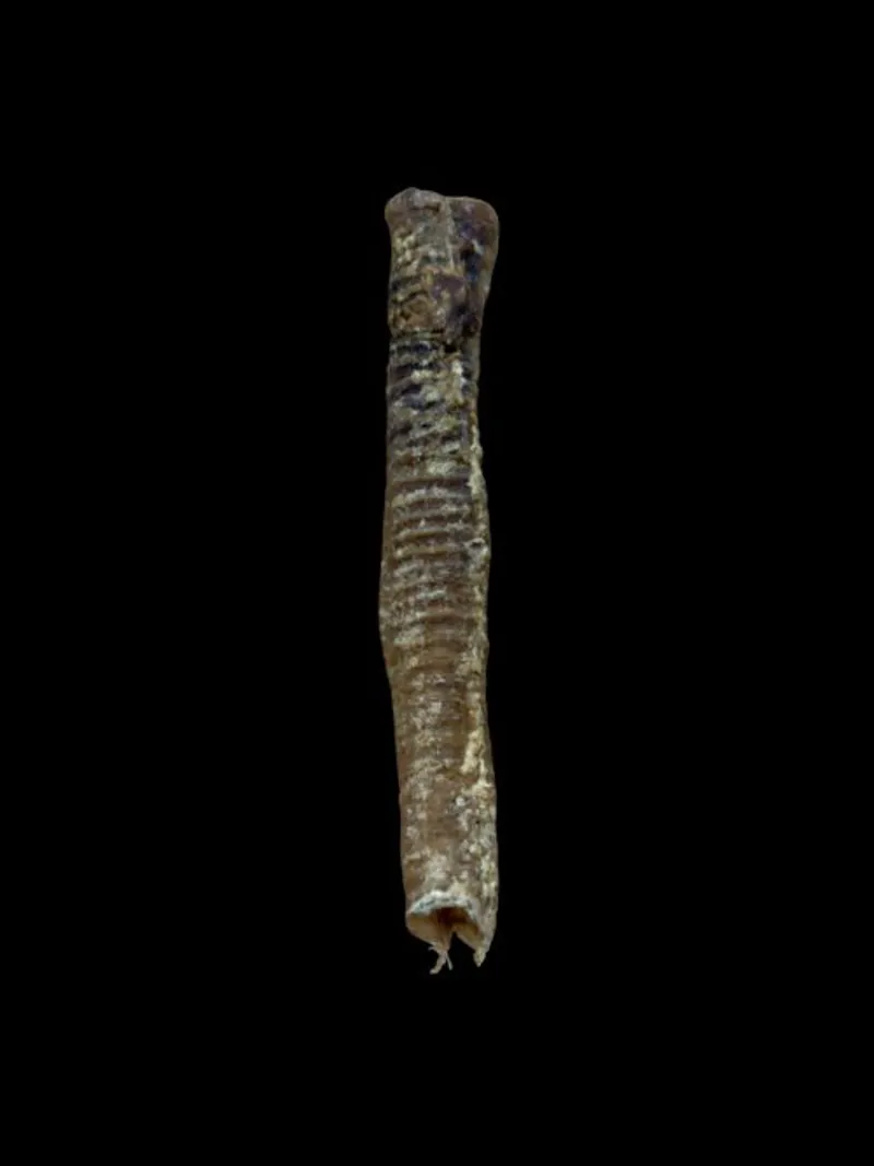 Anco Naturals Lamb Tubes