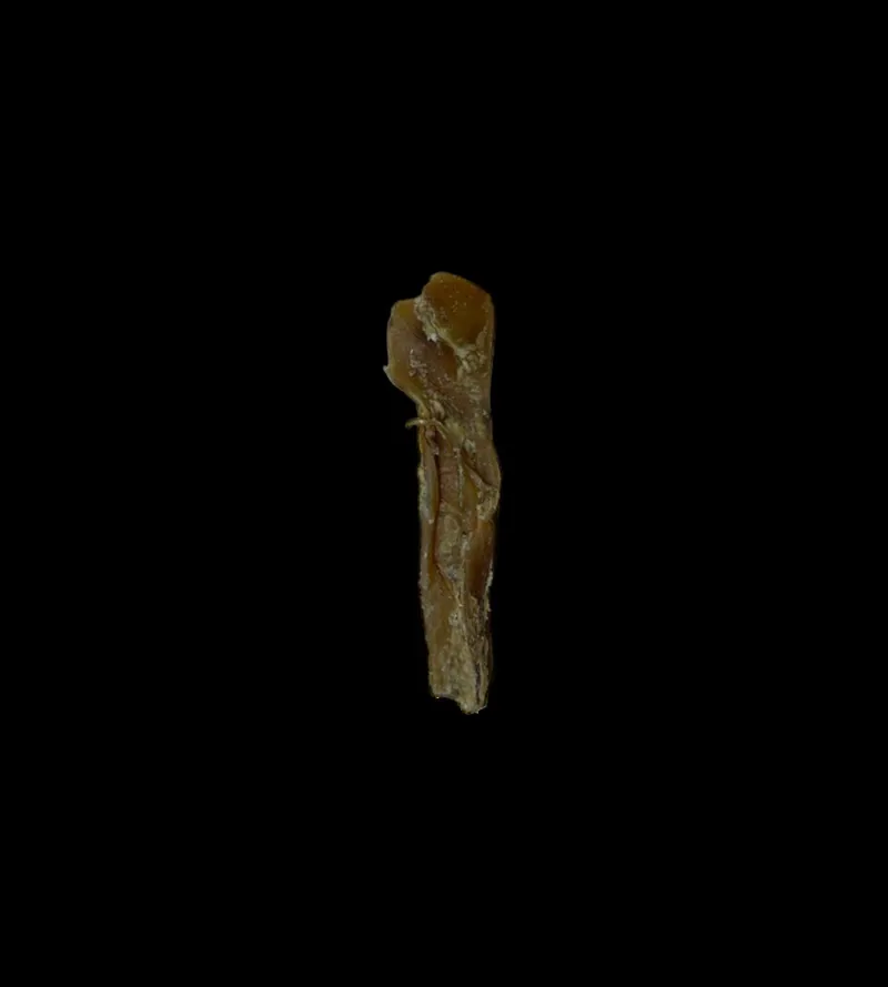 Anco Naturals Mini Bully Muscle Stick 