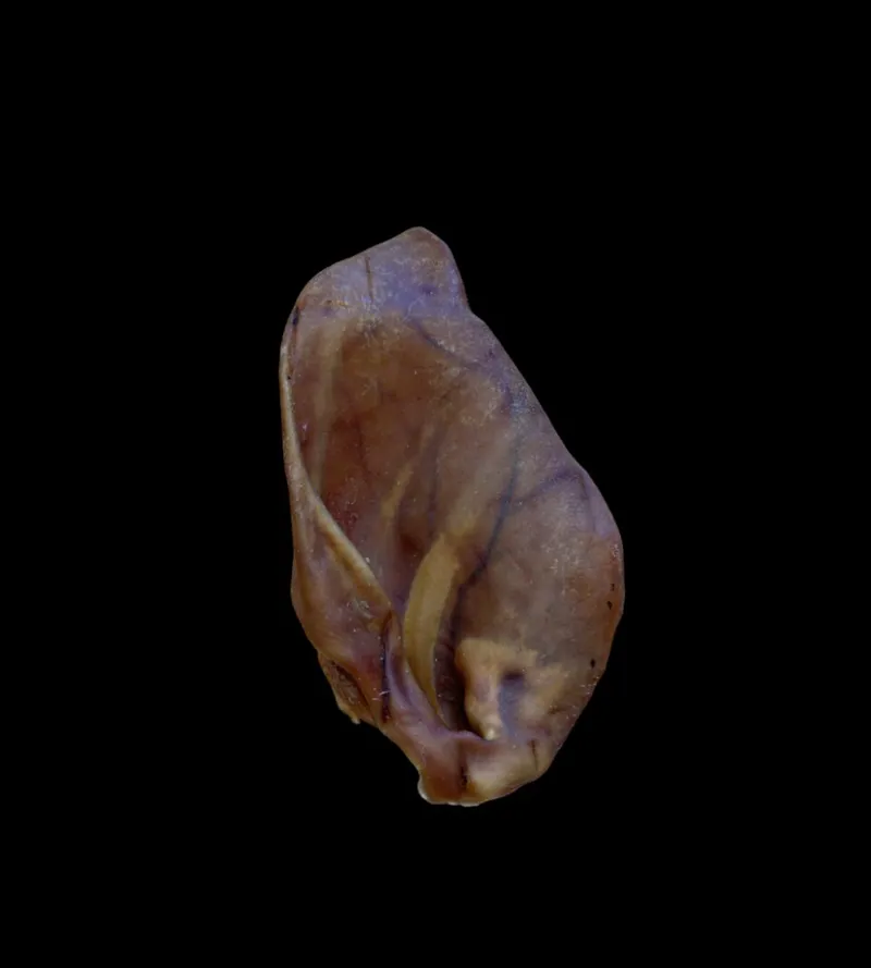 Anco Naturals Pig Ear