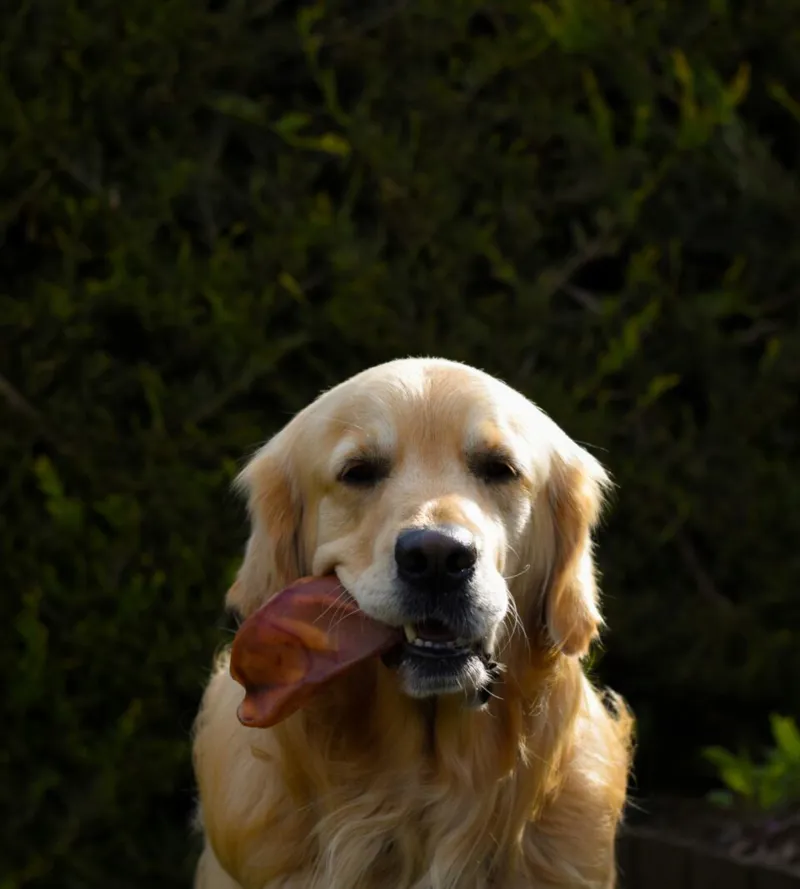 Anco Naturals Pig Ear-1