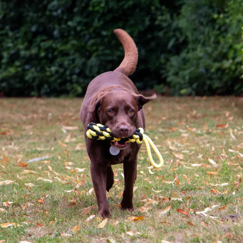 Ancol Playtime Bumble Bee Ropey Plait Eco Friendly Dog Toy-1