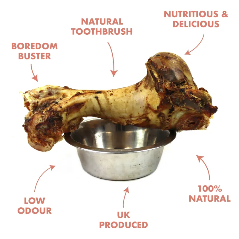 Tj Forrest Roast Whole Dino Bone Jurassic Dog Treat-2