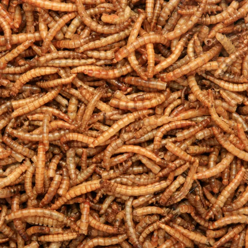Copdock Mill Dried Mealworms 1L-4