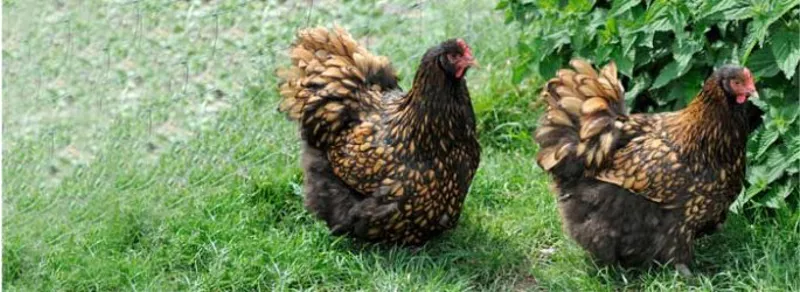 Fancy Feeds Growers Pellets 5kg-1