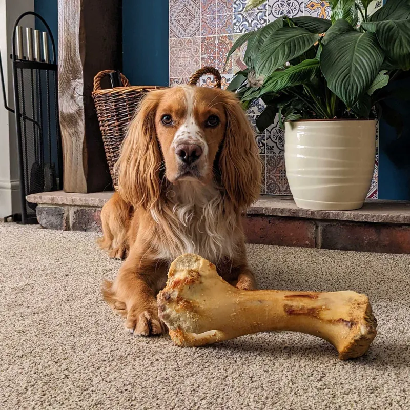 Tj Forrest Roast Whole Dino Bone Jurassic Dog Treat-4