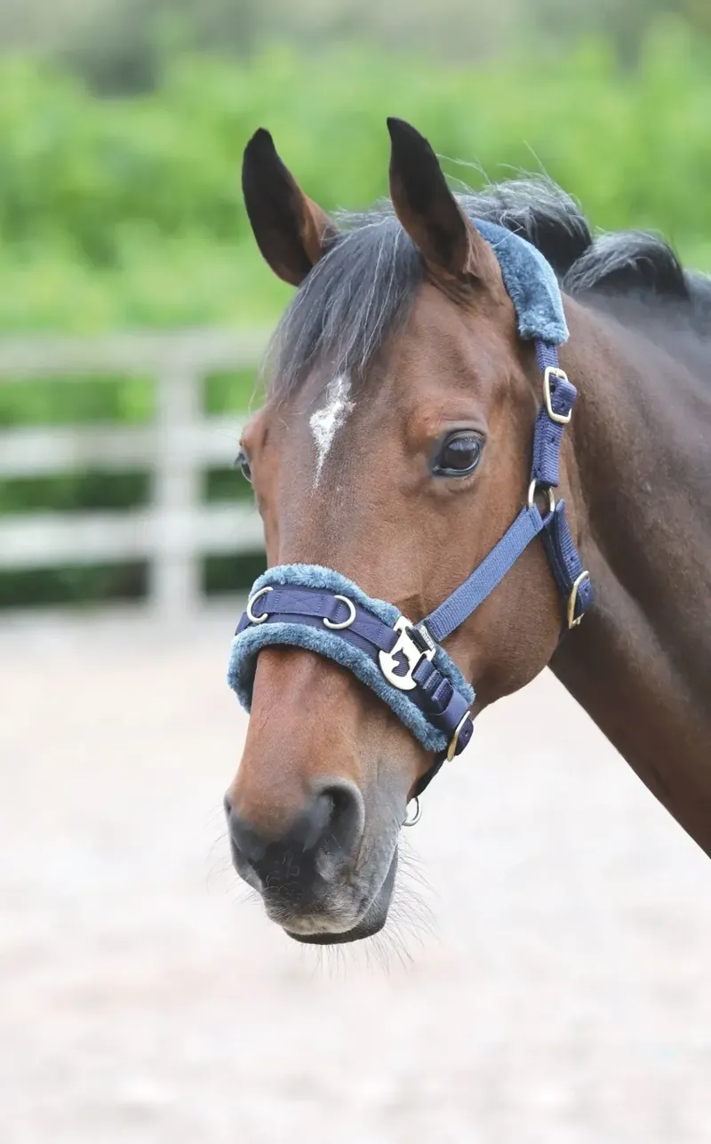Shires Arma Fleece Lined Lunge Cavesson Cob in Black