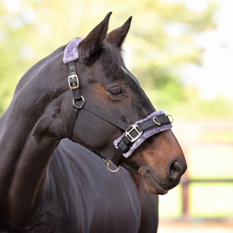 Shires Arma Fleece Lined Lunge Cavesson Cob in Black-5