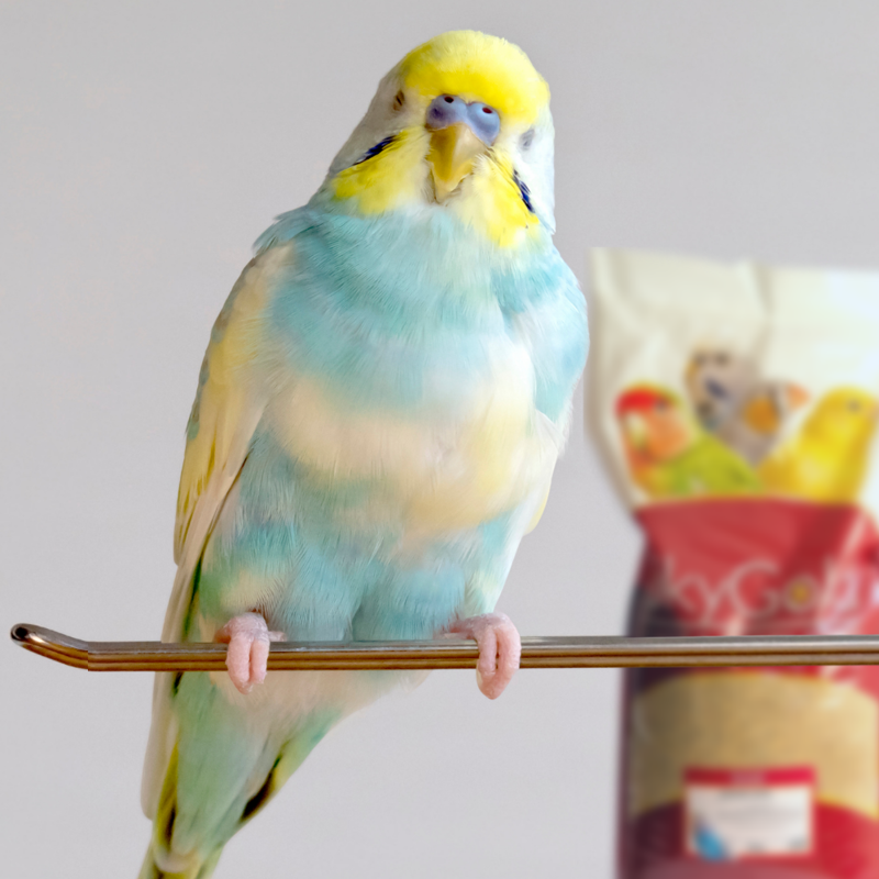 SkyGold Budgie 50/50 Mix 20kg-3