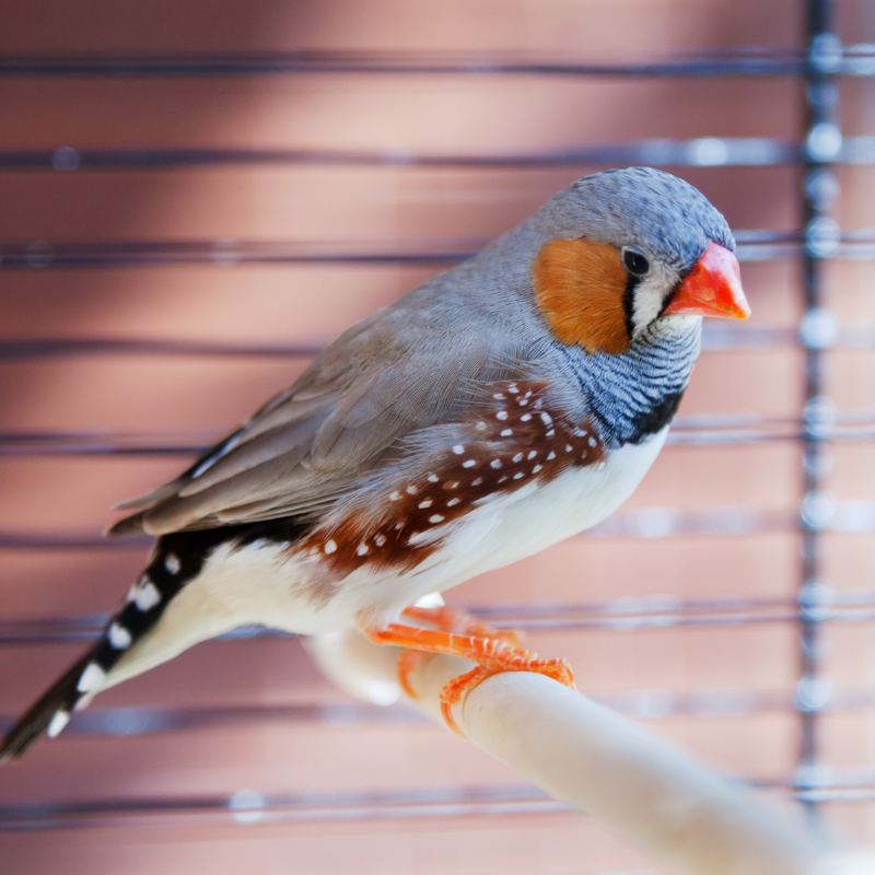 Skygold Gourmet Foreign Finch Mix in Gold-3