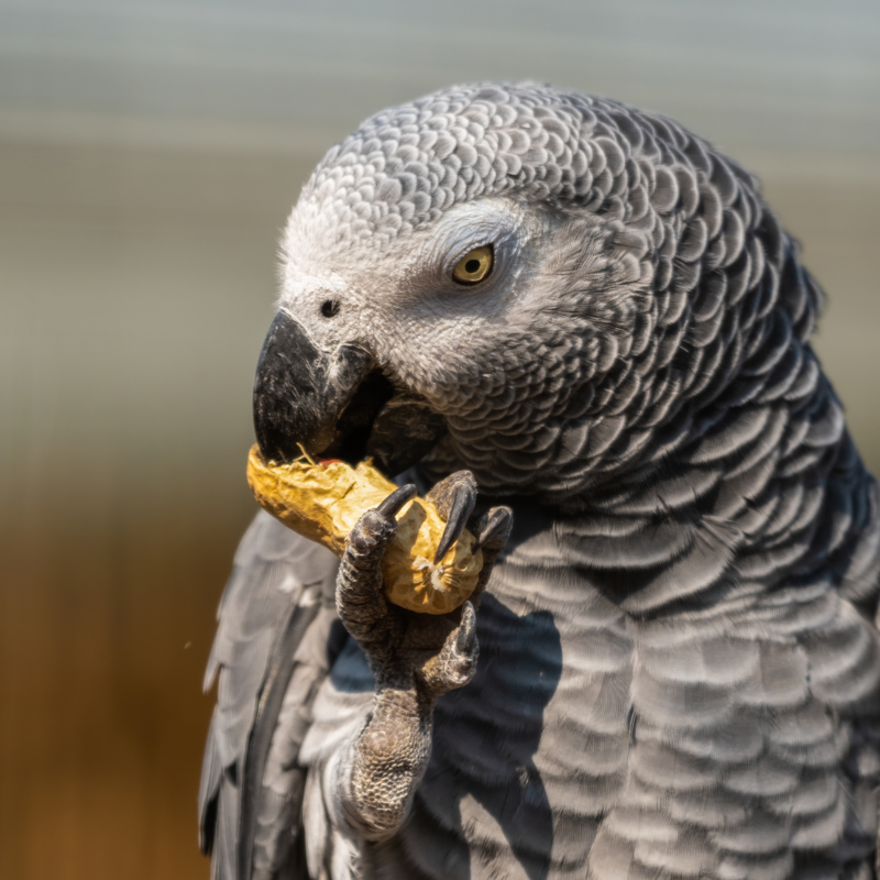 SkyGold Royale Parrot Mix 12.5kg-3