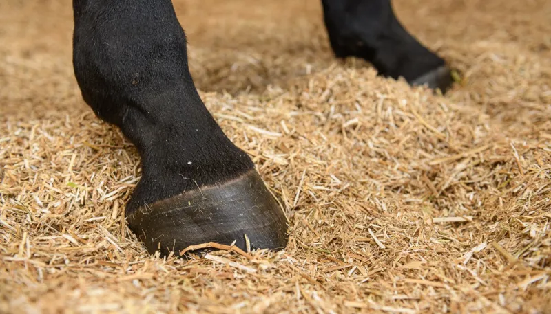 Sundown Rapestraw Bedding 20kg in Sundown Yellow-2